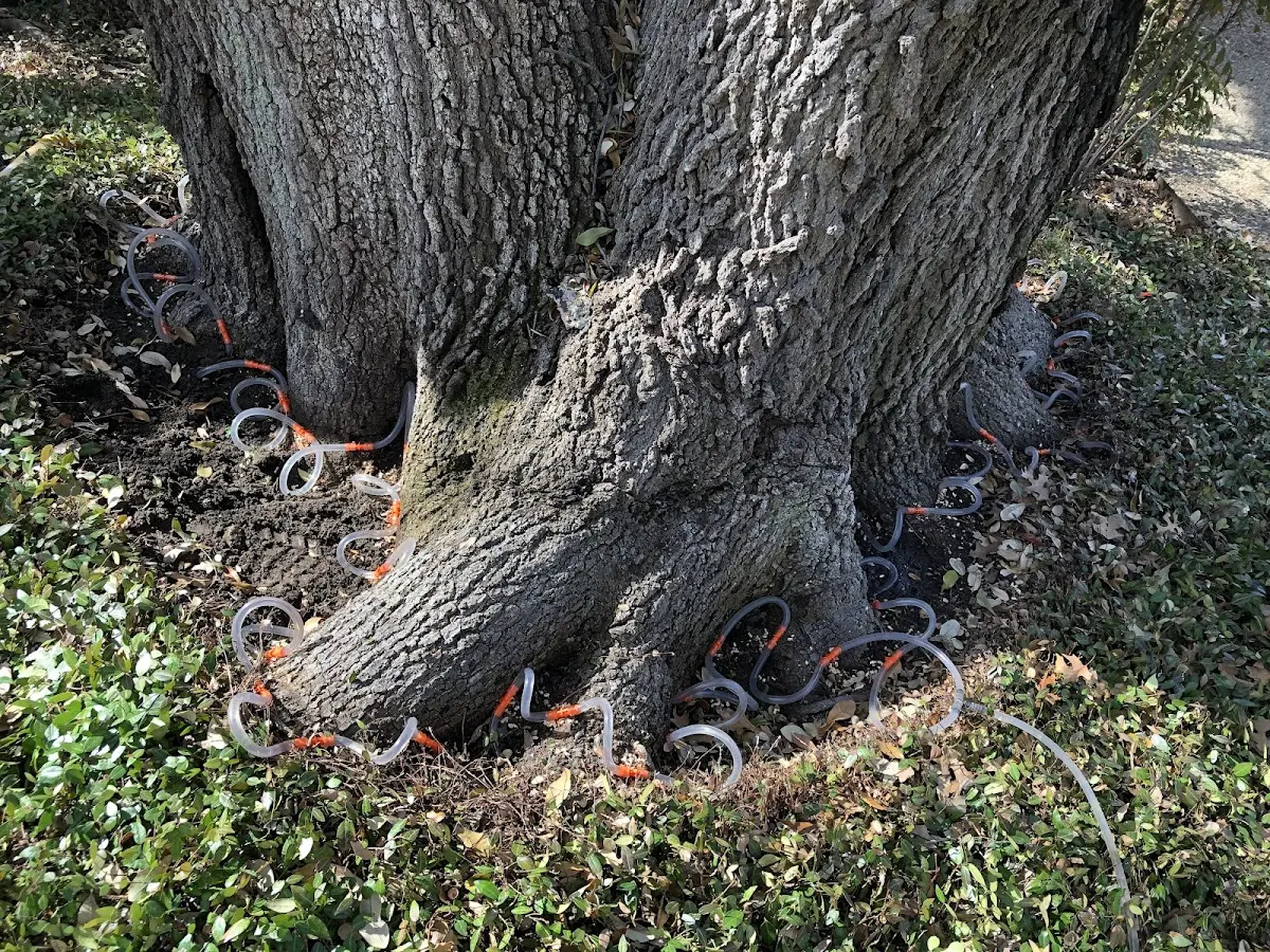 Detailed Shrub and Hedge Trimming job site in Rutherford