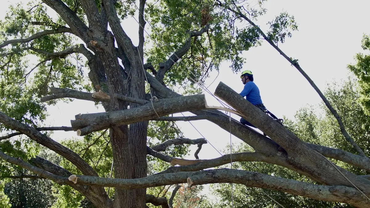 Professional Crown Thinning performed by certified arborists in Rutherford